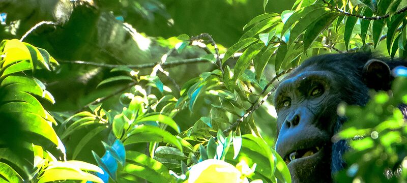 Nature-Positive Business for the Battery Value Chain Sector: From managing risks to creating positive impact across the value chain